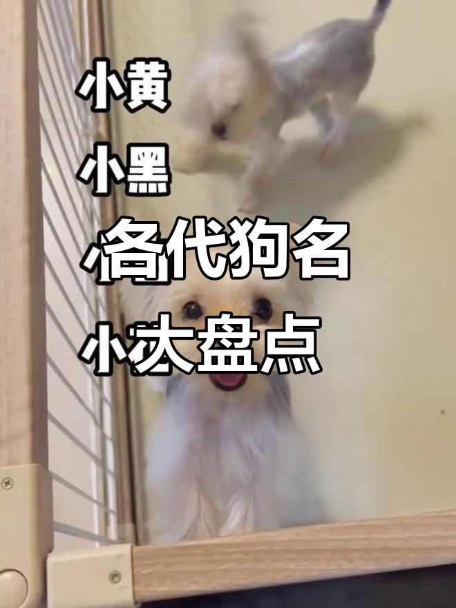 不同年代给狗狗取名大比拼,从皮毛到辣条的转变