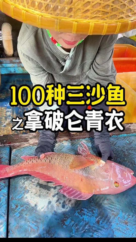 西沙珊瑚鱼中的颜值天花板