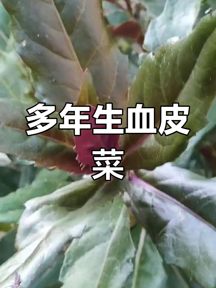 紫背菜:药食同源的天然美味