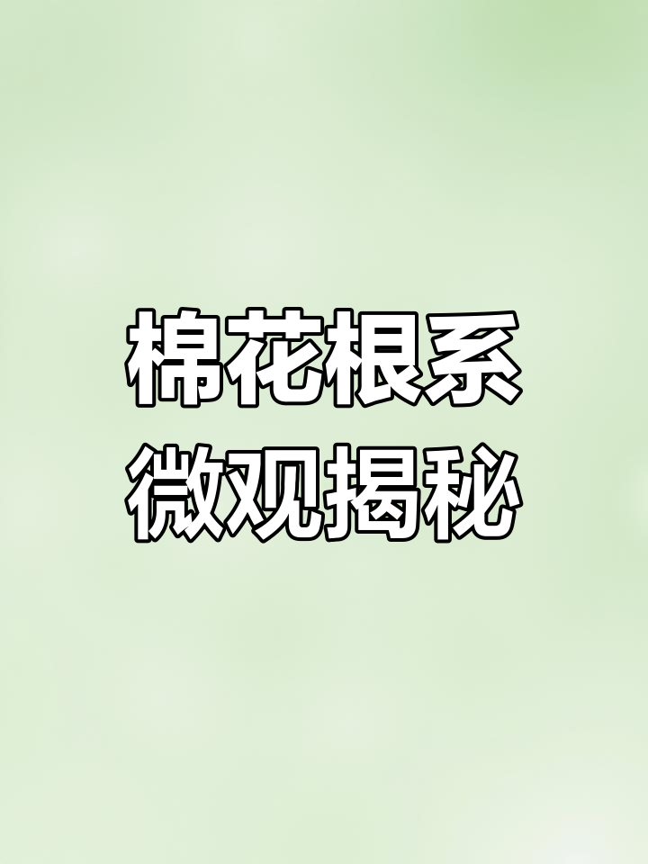 显微镜下看棉花根系与叶片的奇妙结构