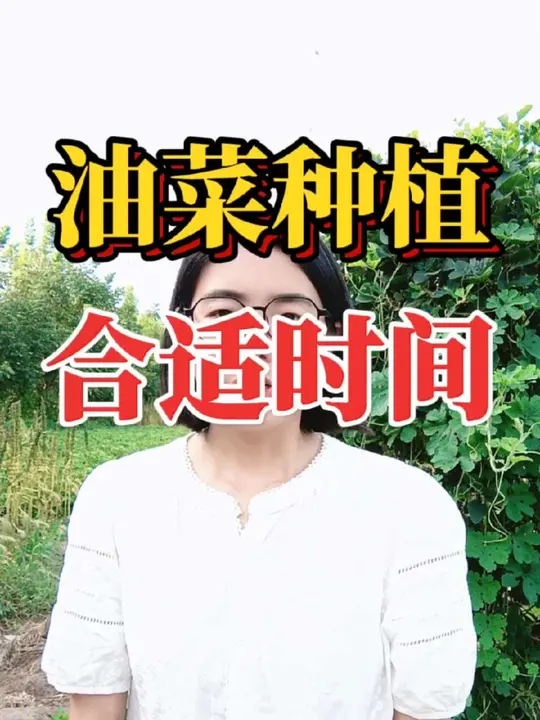 油菜什么时候种植？各地区种植时间参考