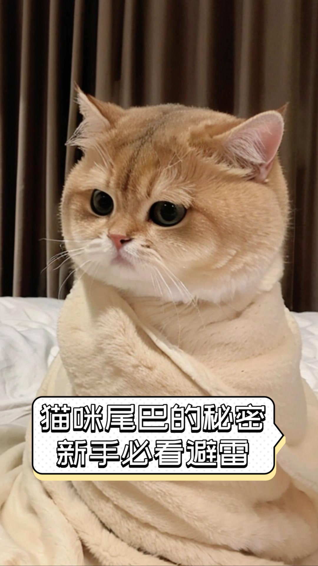 猫咪尾巴的秘密，新手必看避雷