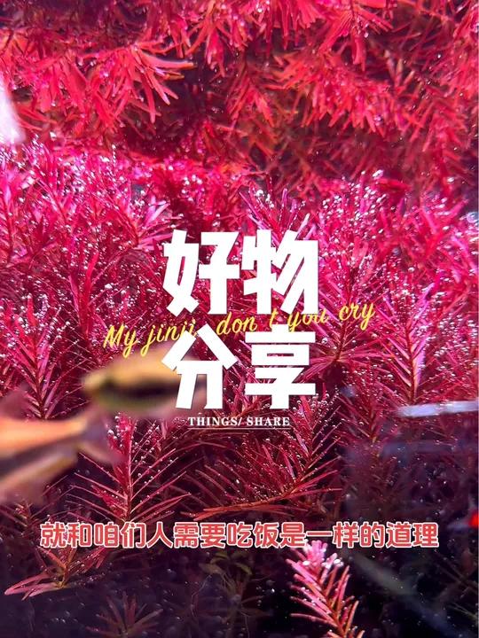 水草怎么加肥?水草缸鱼缸应该怎么养水草添加肥料呢、液肥对鱼虾无害 鱼缸里的大自然 观赏鱼 
