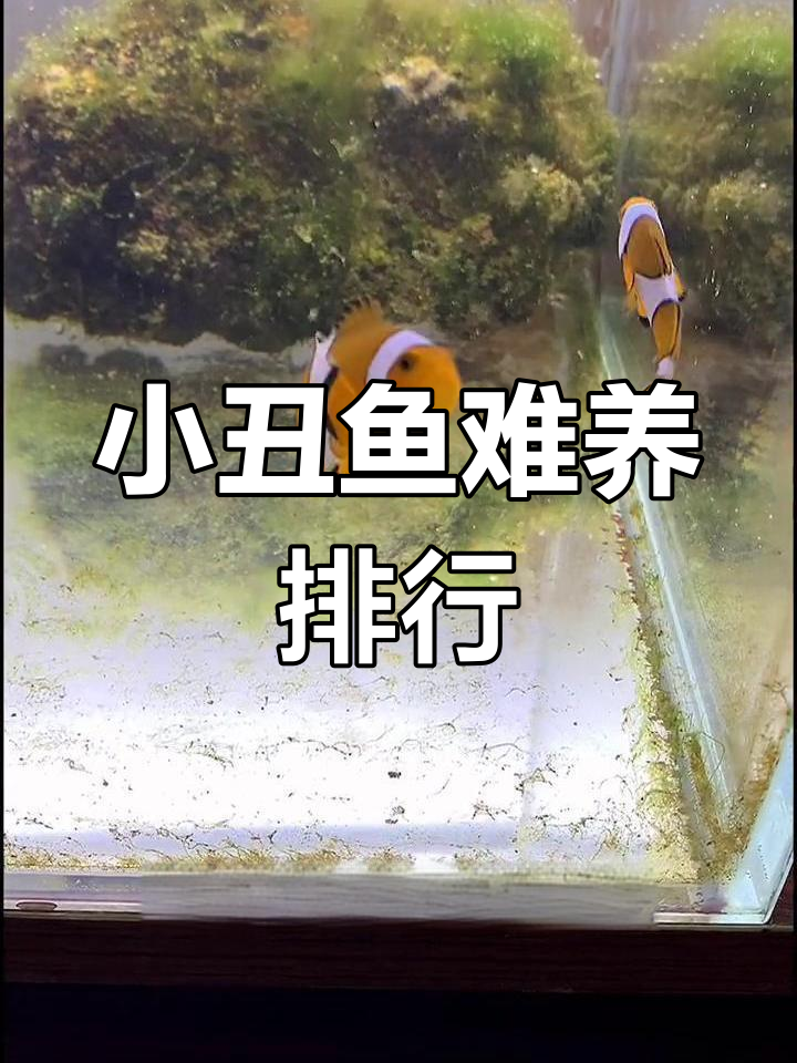 小丑鱼饲养难度大揭秘:透红系最皮实,黑色系较娇气