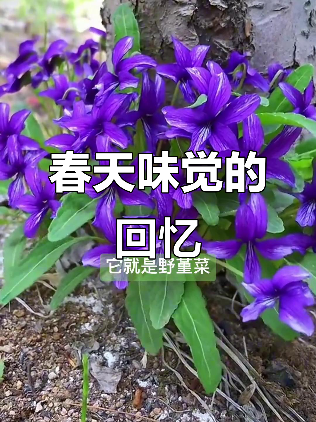紫花地丁:春天的味道,农村最爱的野菜