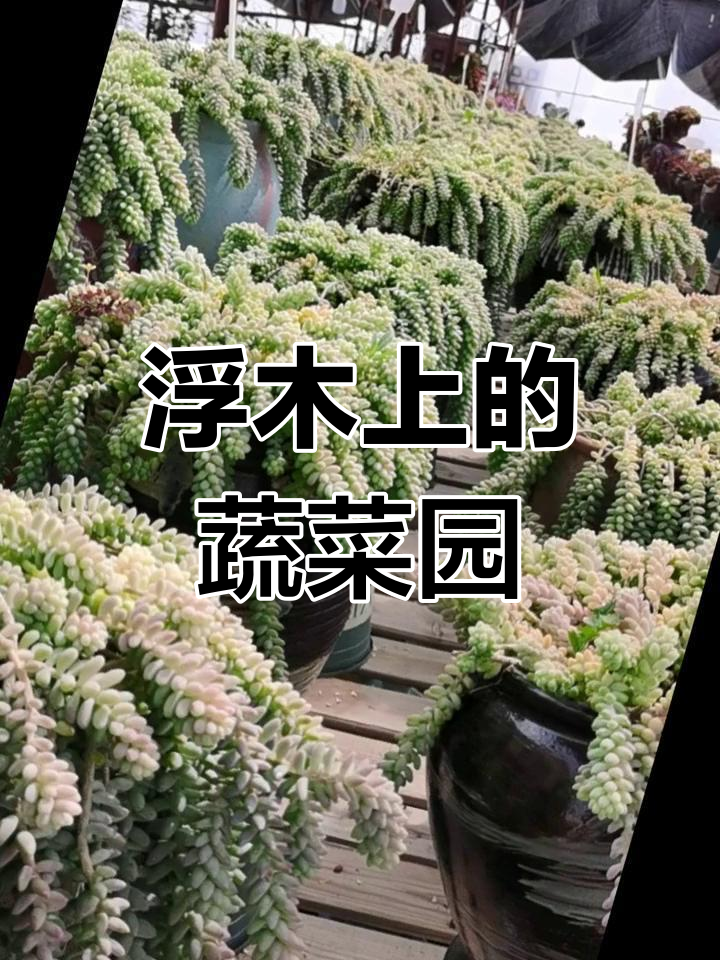 水叔如何在浮木上种菜,打造水上蔬菜园