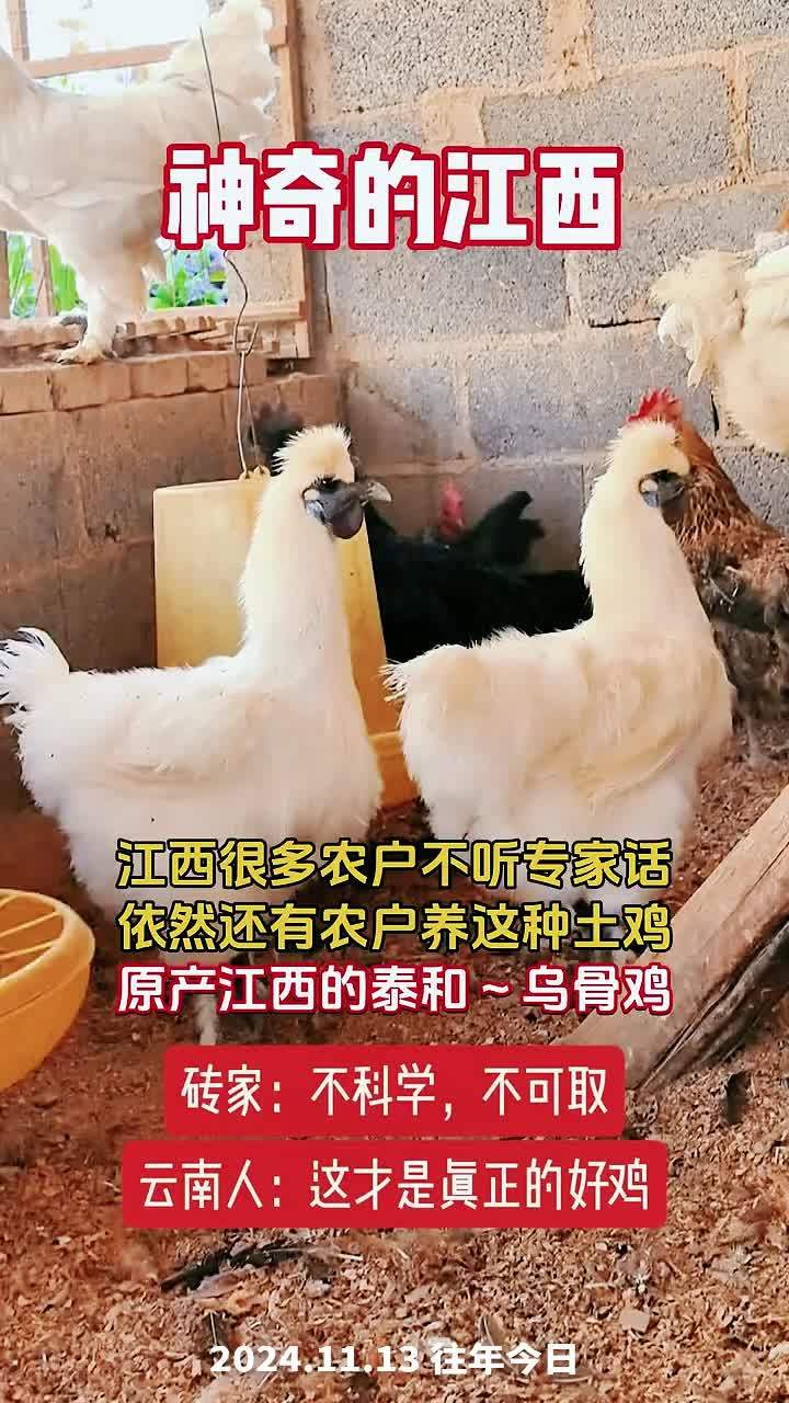 养殖 养鸡 鸡鸭鹅养殖 农村散养土鸡 泰和乌鸡