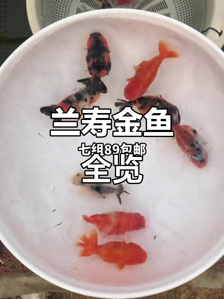 兰寿金鱼大集合:五花、虎皮、樱花等品种一网打尽