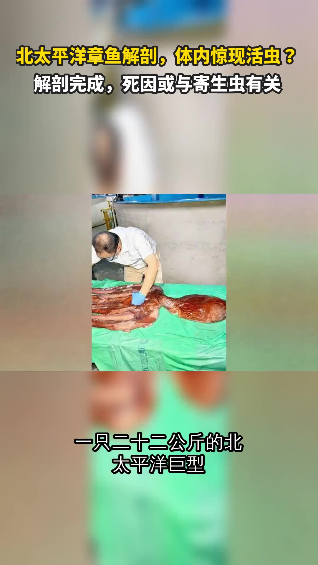 北太平洋章鱼解剖,体内惊现活虫?解剖完成,死因或与寄生虫有关