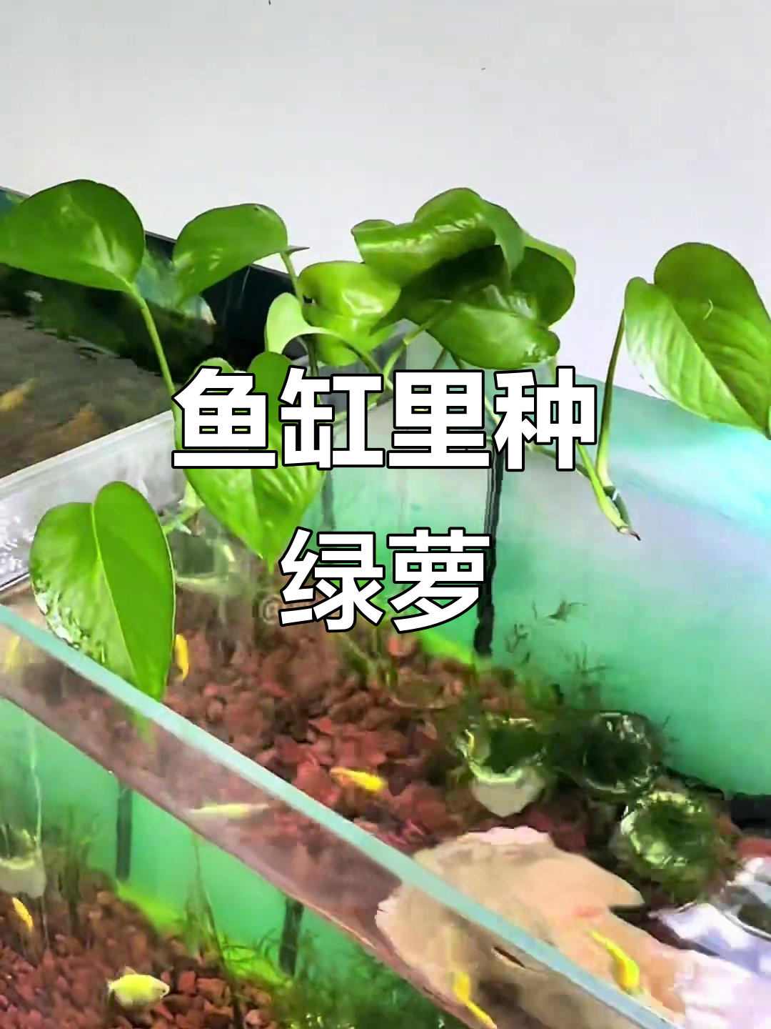 用铁丝轻松打造鱼缸绿萝水培,简单又美观