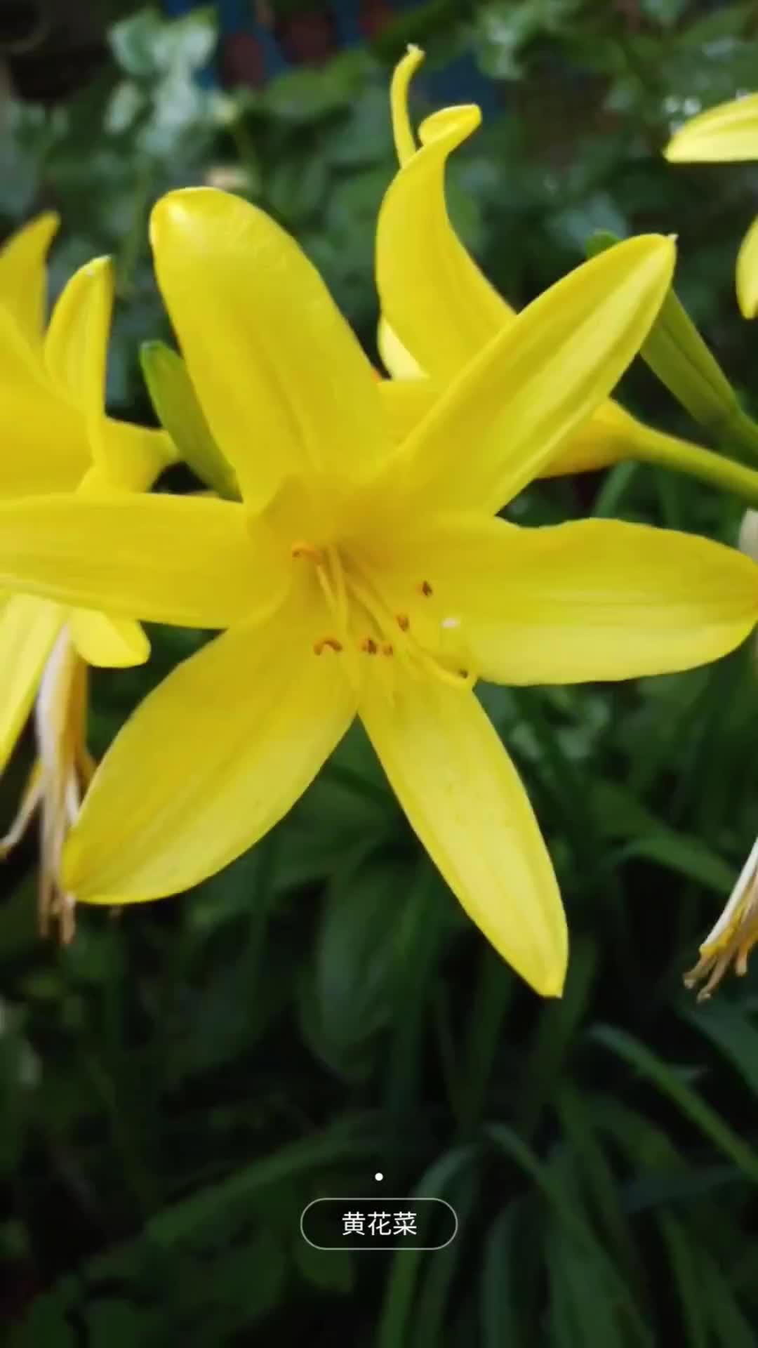 好看又能吃,她都具备了!黄花菜 萱草花 你家乡也有这种植物吗 田园生活 抖音助农