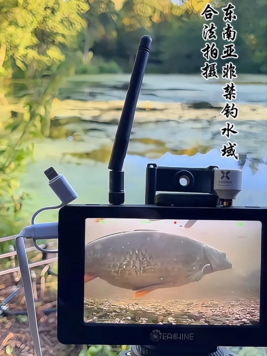 这种红尾的小鱼学名叫什么?有人知道吗?它尽然像清洁工一样把水底打扫的这么干净!生态保护 水