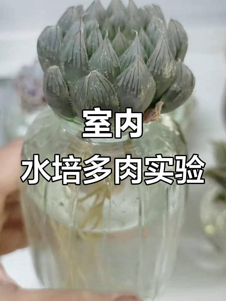 水培多肉在无直射阳光的室内环境下,竟然没有徒长!