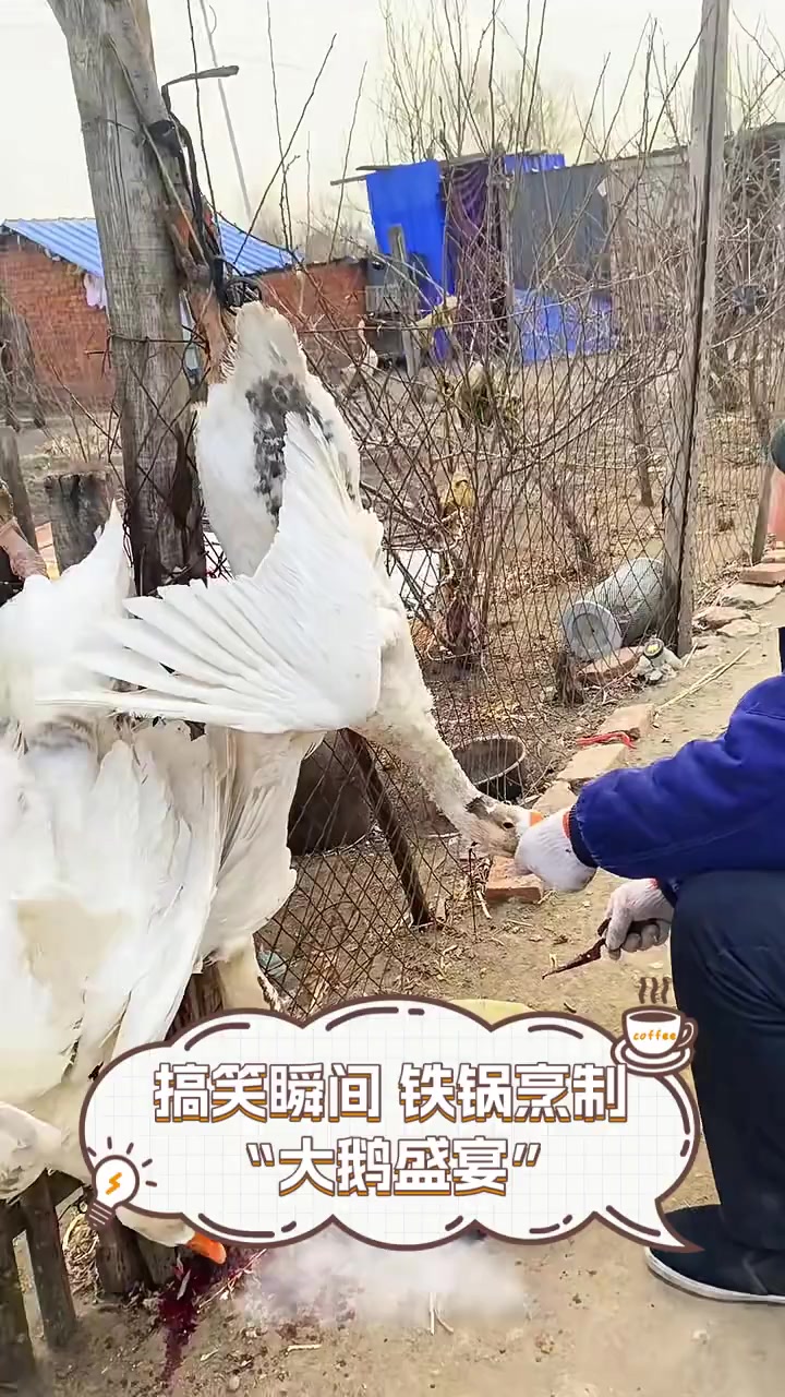 搞笑瞬间,铁锅烹制“大鹅盛宴”