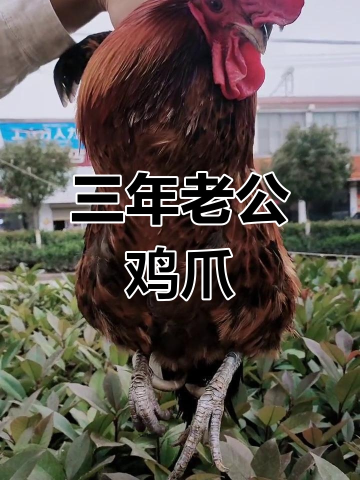 三年半老公鸡爪子有多长