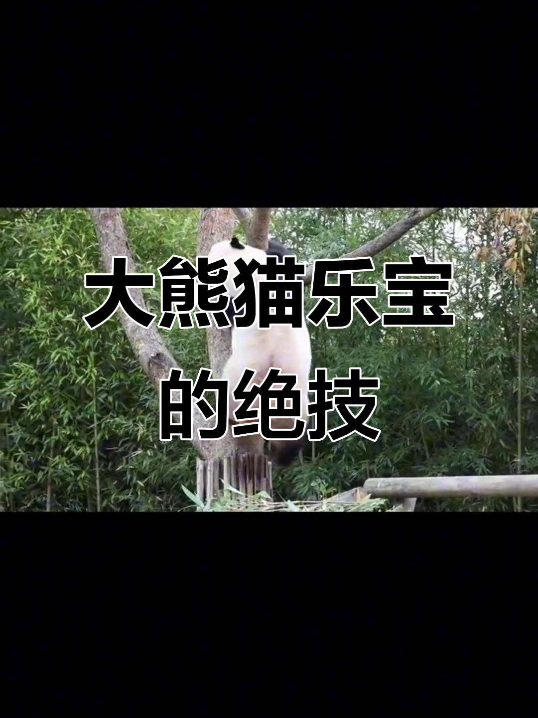 乐宝大熊猫单臂翻环,肌肉大佬坐姿太呆萌