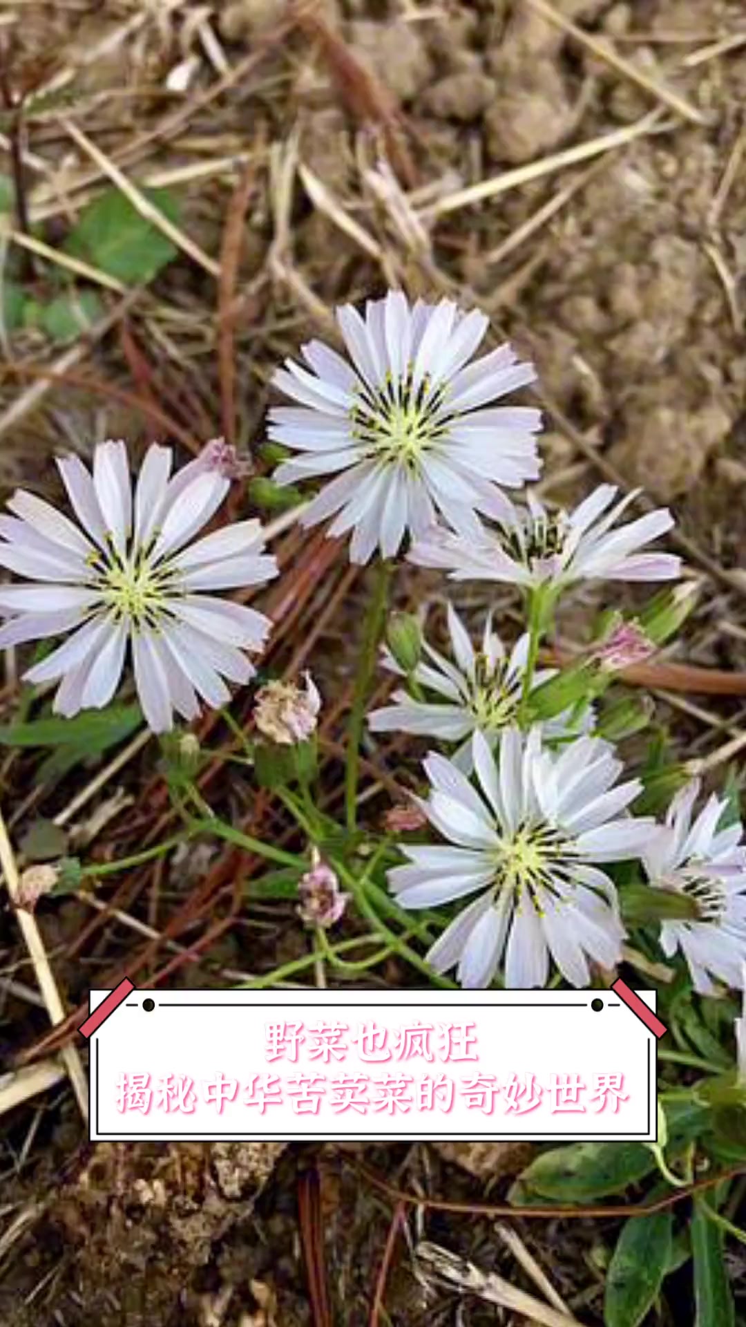 野菜也疯狂,揭秘中华苦荬菜的奇妙世界