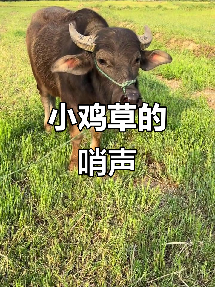 小鸡草能吹哨子,你记得吗?