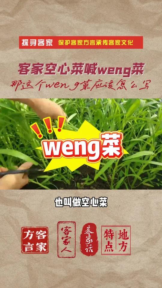 客家人把空心菜也叫做weng菜,那这个weng菜怎么写?今天用短视频来讲weng菜蕹菜。你