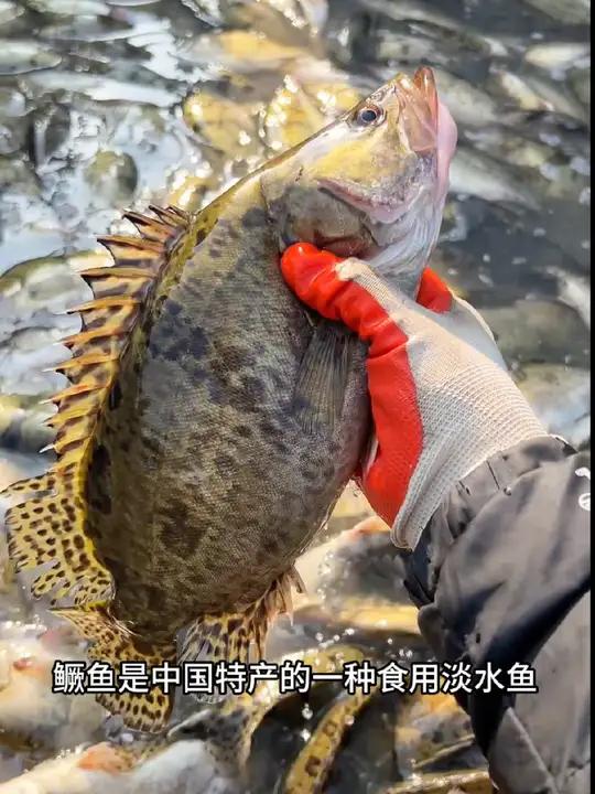 鳜鱼是中国特产的一种淡水鱼,我们徽州人缺把他做成了招牌菜