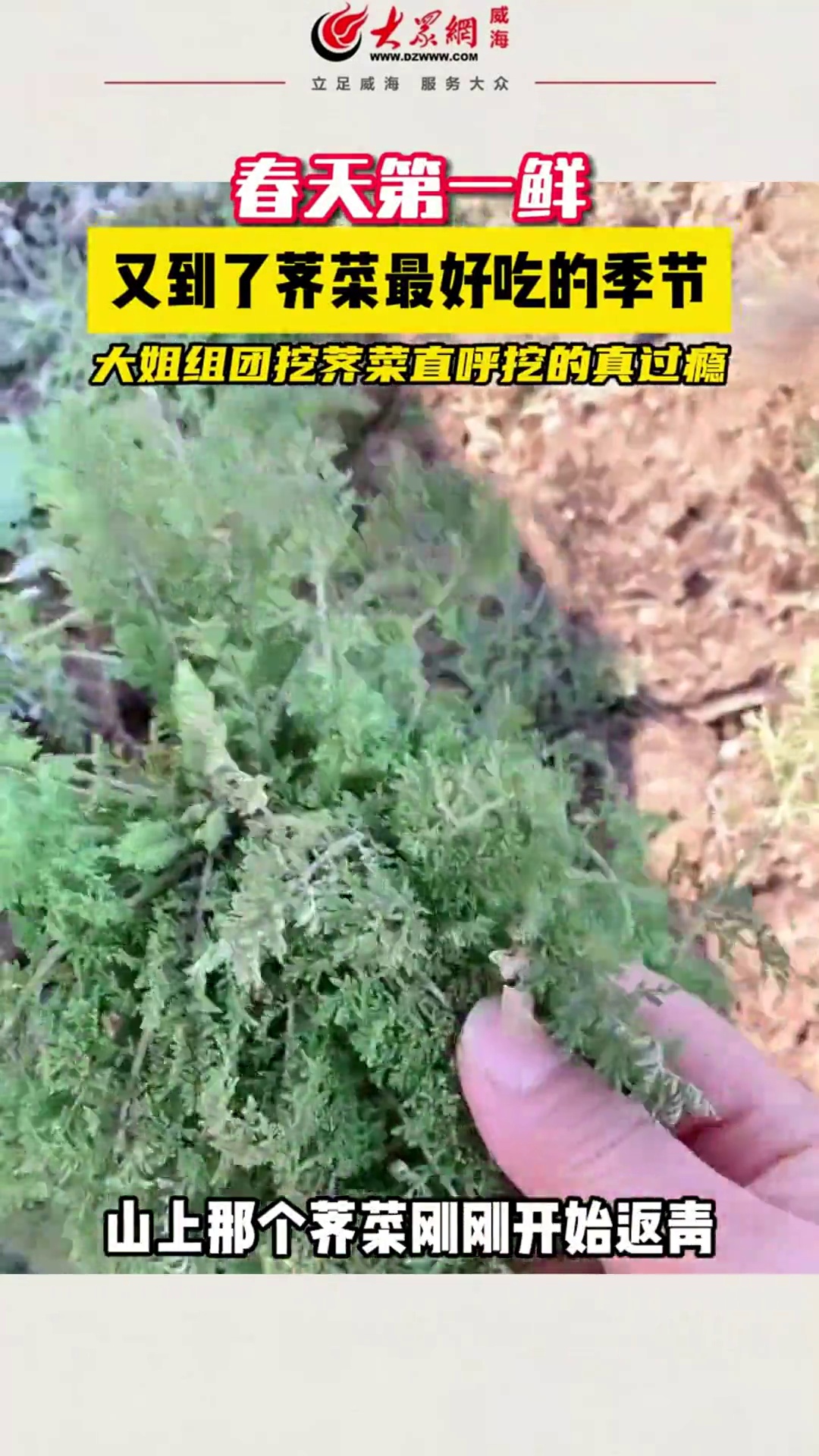 3月4日,山东威海,春天第一鲜,又到了荠菜最好吃的季节,大姐组团挖荠菜直呼挖的真过瘾。威海