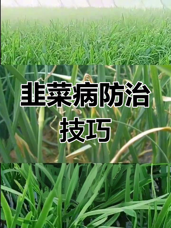 韭菜常见病害及防治方法