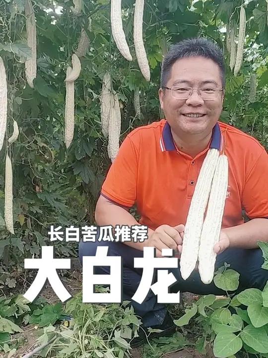 ——大白龙——长白苦瓜品种推荐 瓜长40厘米左右、色泽温润如玉、早熟性好、产量高、丝瓜蔬菜