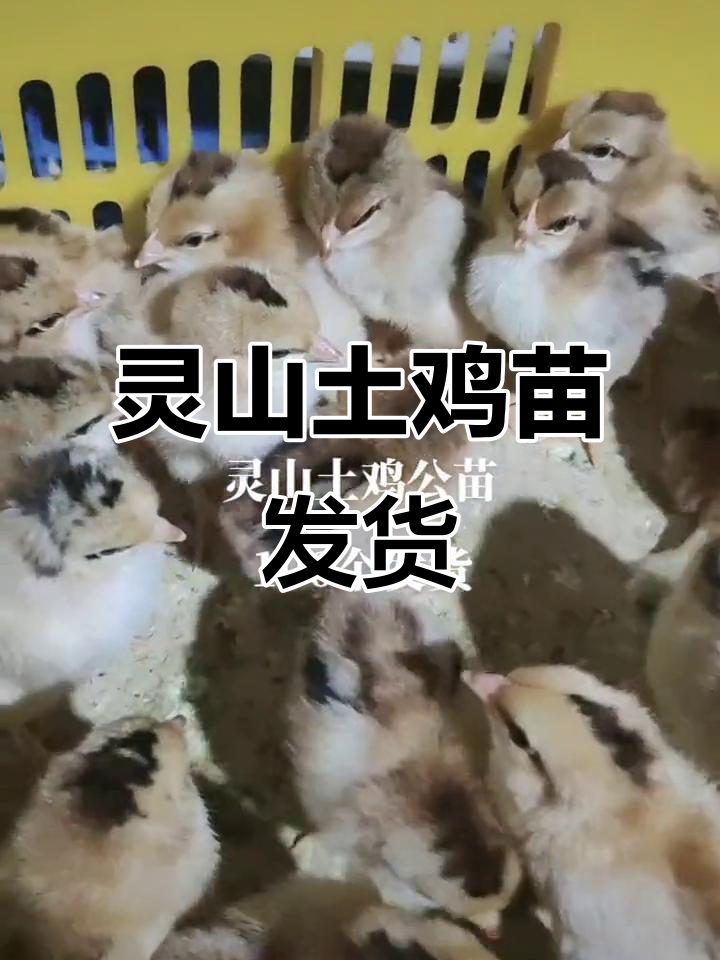 灵山土鸡苗发货,100只等你拿