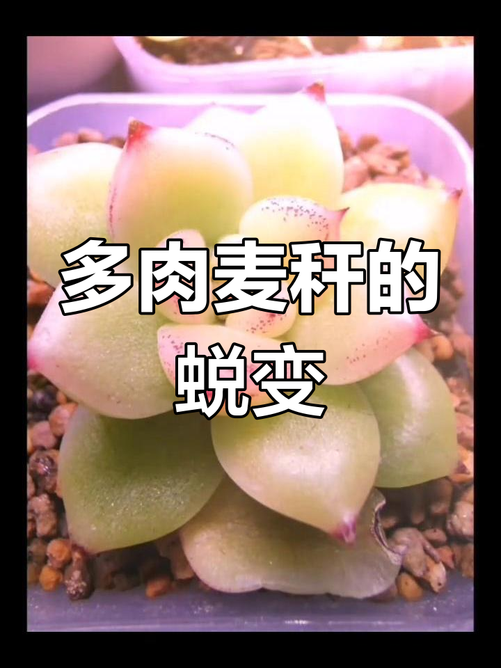 麦秆多肉成长记:从绿油油到小仙女,每天都有新变化