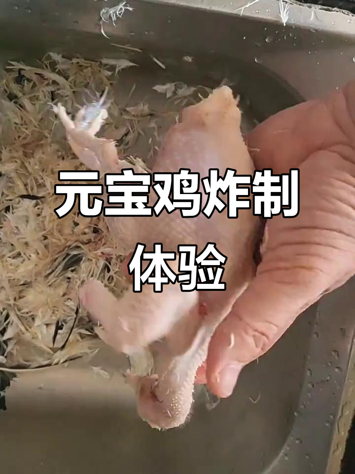 元宝鸡拔毛后,小巧玲珑却肥美无比,炸制过程超有趣