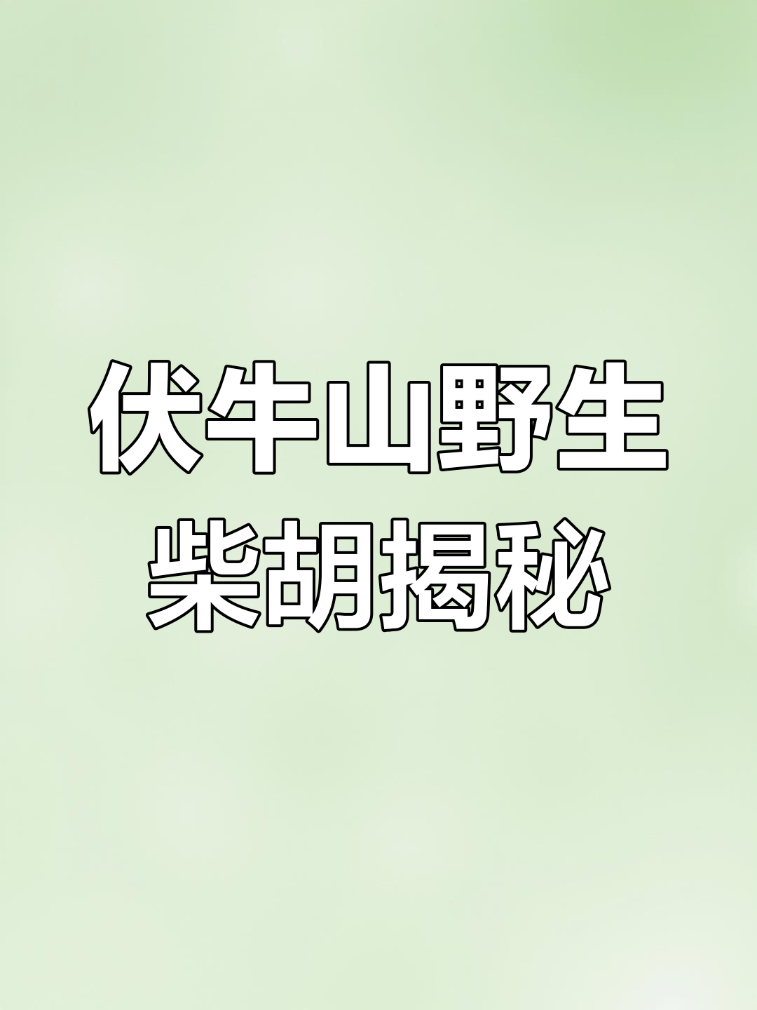 伏牛山野生柴胡:根茎虽不粗,但年份已久