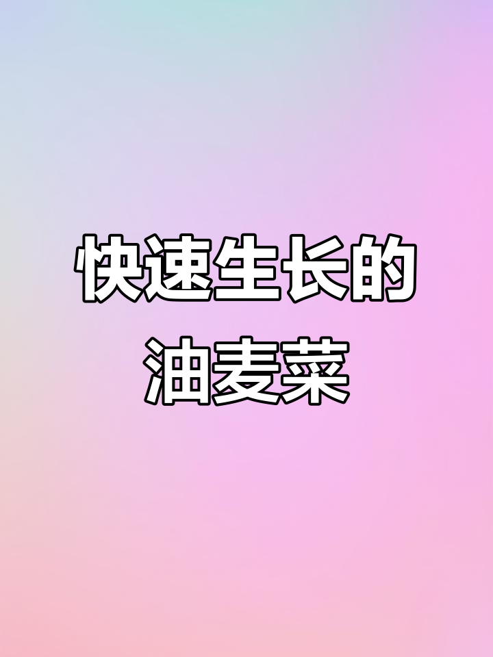 油麦菜:脆嫩清香,三五天发芽,一个月就能收获