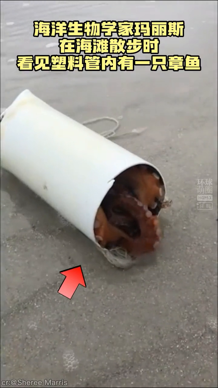 为了章鱼宝宝顺利孵化,章鱼妈妈付出了太多……