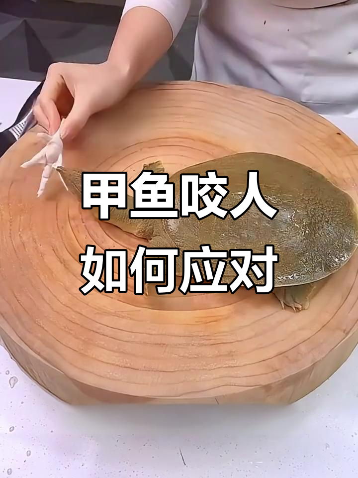 被甲鱼咬了怎么办?教你快速脱困的技巧