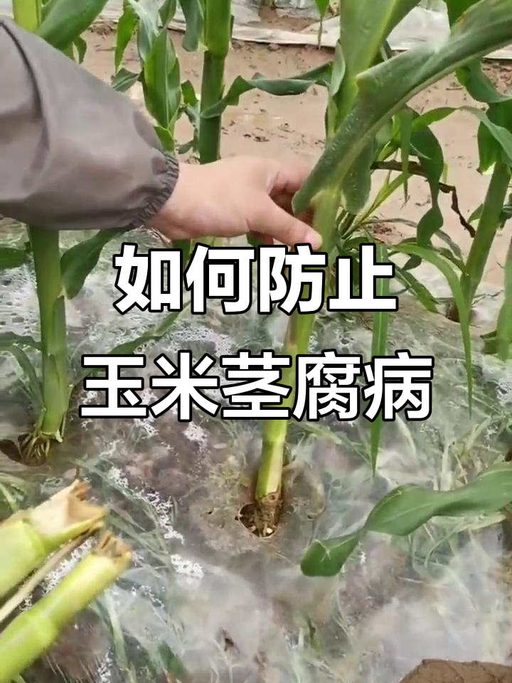 玉米茎腐病原因及防治技巧,避免高温多雨影响