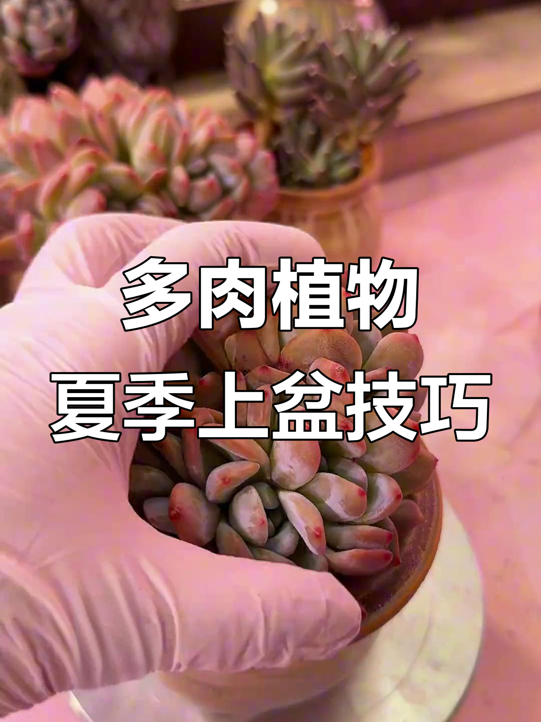 橙梦露多肉夏季养护,新盆旧网搭配更透气