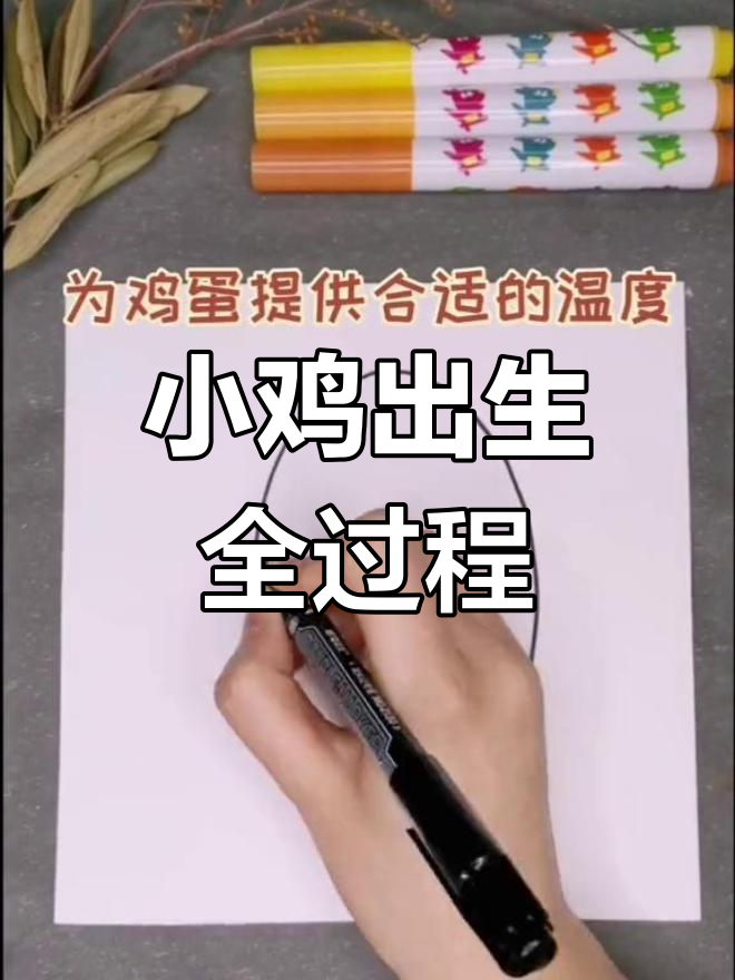 小鸡如何破壳而出?揭秘生命奇迹的瞬间