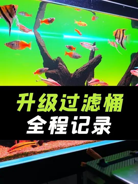 1米裸缸升级过滤桶,升级创星CFS-1201,鱼缸加新鱼!