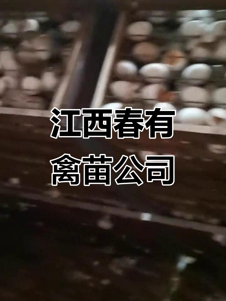 江西春有禽苗公司:鸡鸭鹅苗饲料供应,设备升级助力规模扩大