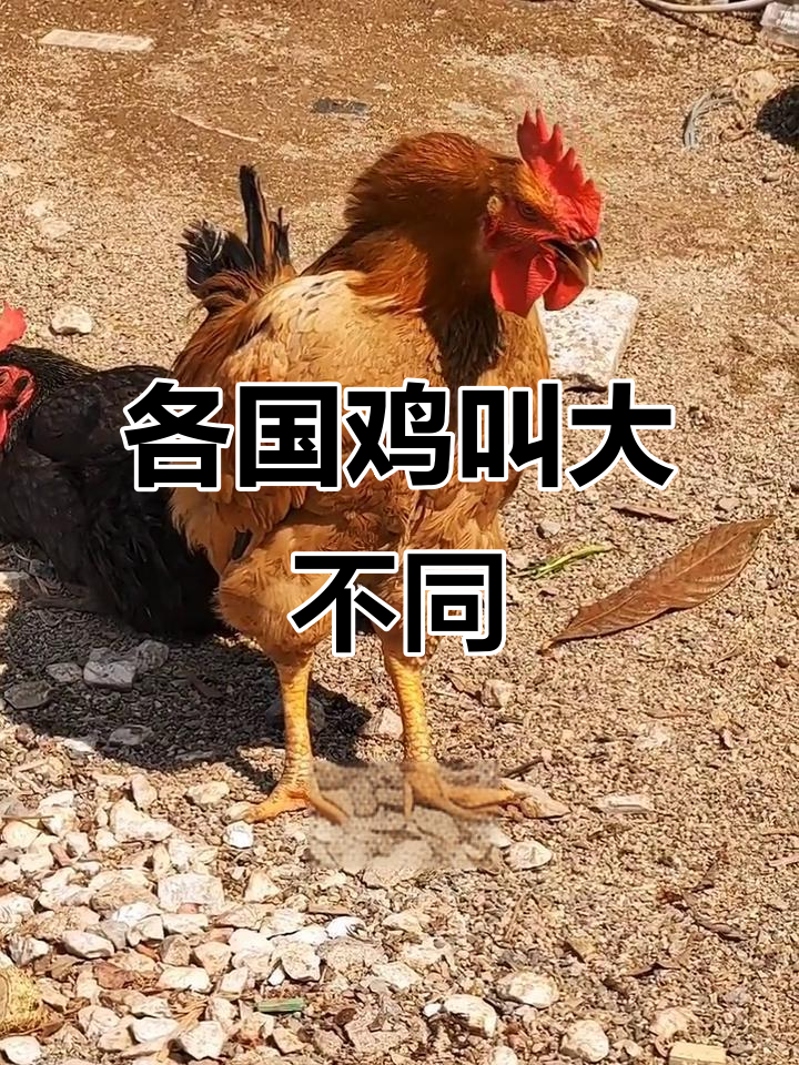 各国公鸡叫声大比拼,最后一只笑翻了!