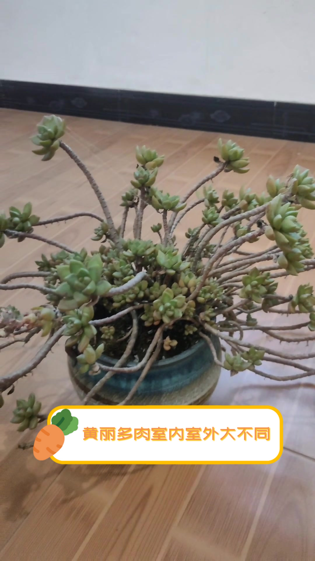 黄丽多肉室内室外大不同