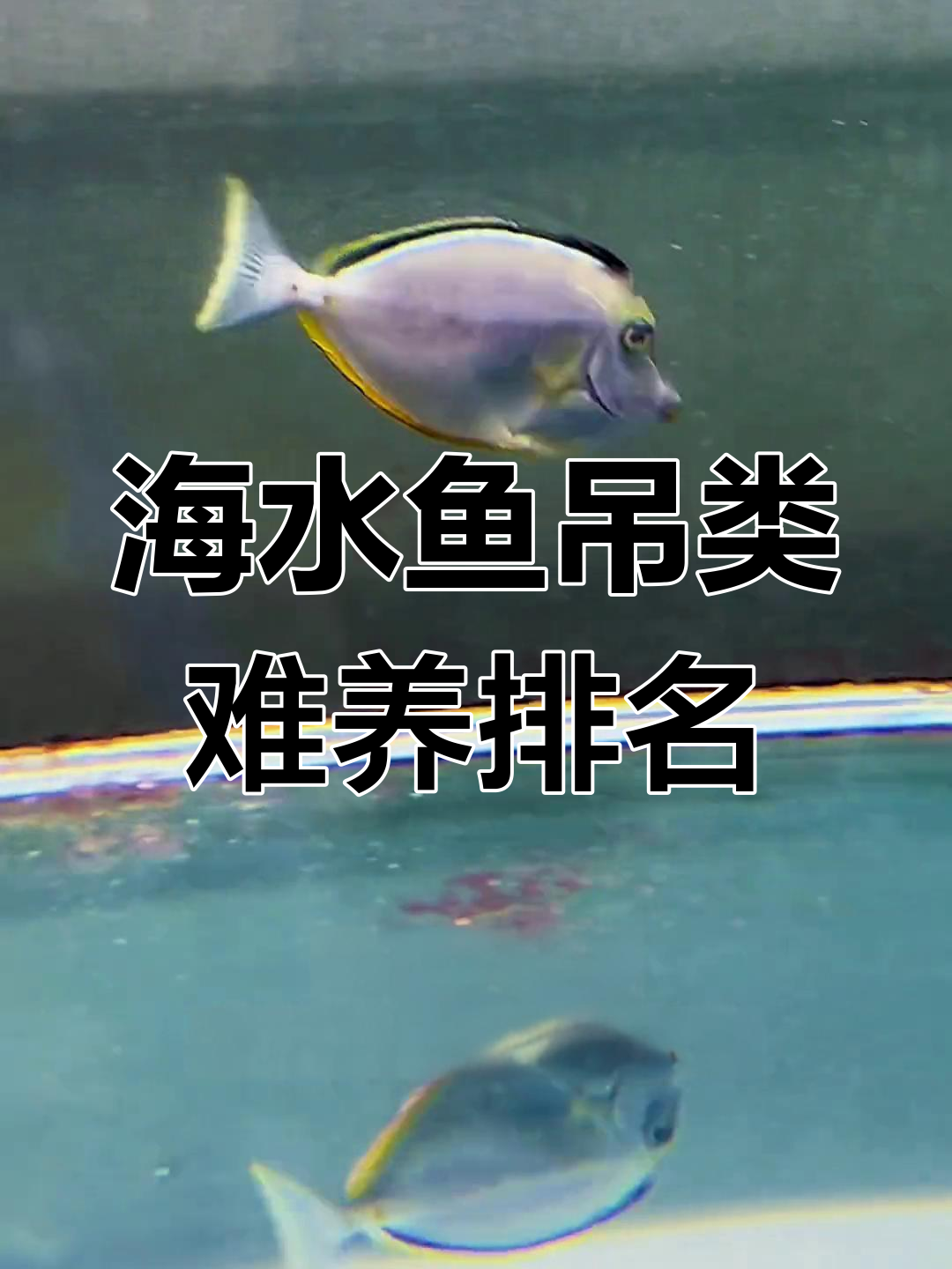 海水鱼吊类饲养难度排行