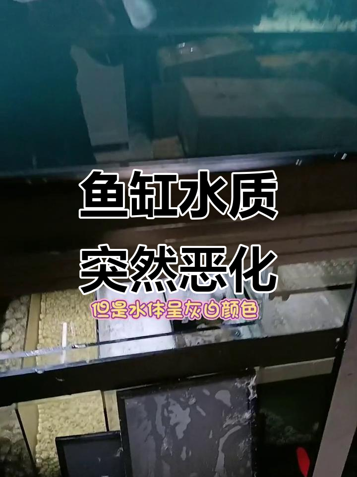 龙凤锦鲤水质变坏原因揭秘,竟是排卵惹的祸