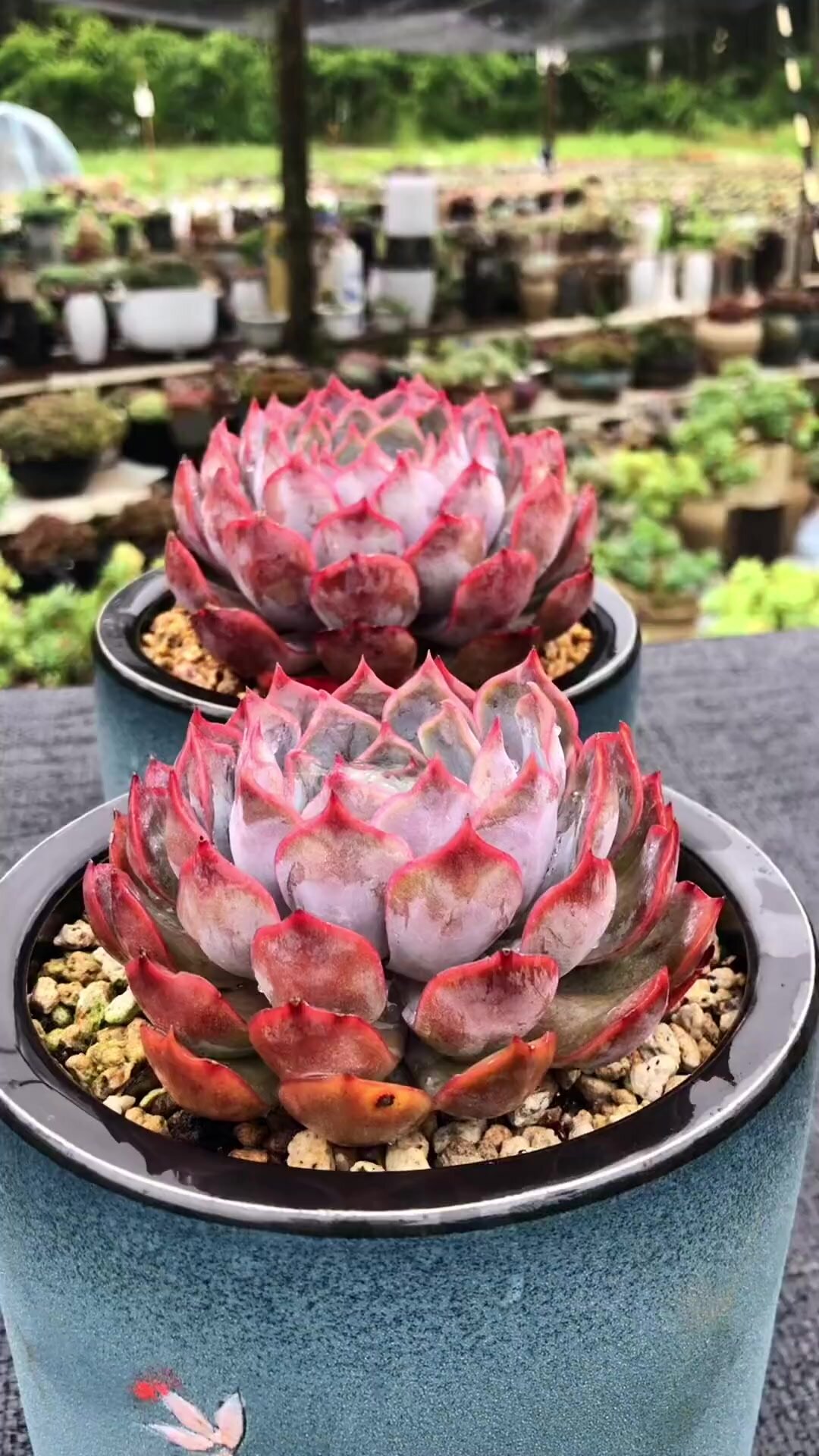 暗冰多肉,多肉植物暗冰,简称暗冰