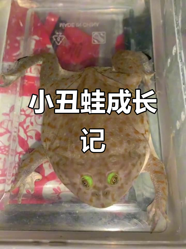 小丑蛙三个月,从“短腿小丑”到萌态十足