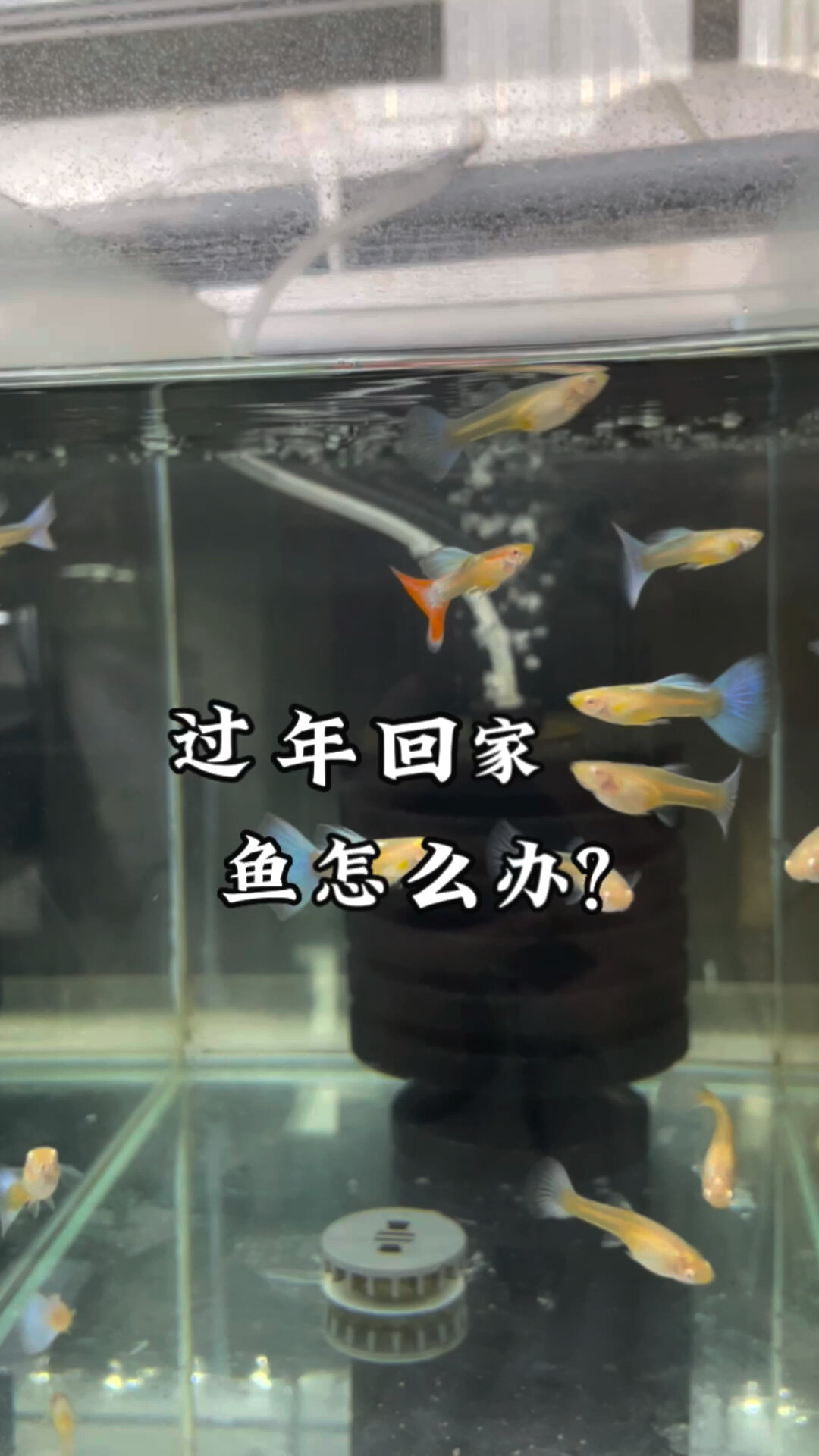 春节回家过年 一定咬检查好鱼缸设备 最好把加热棒横着放 鱼缸