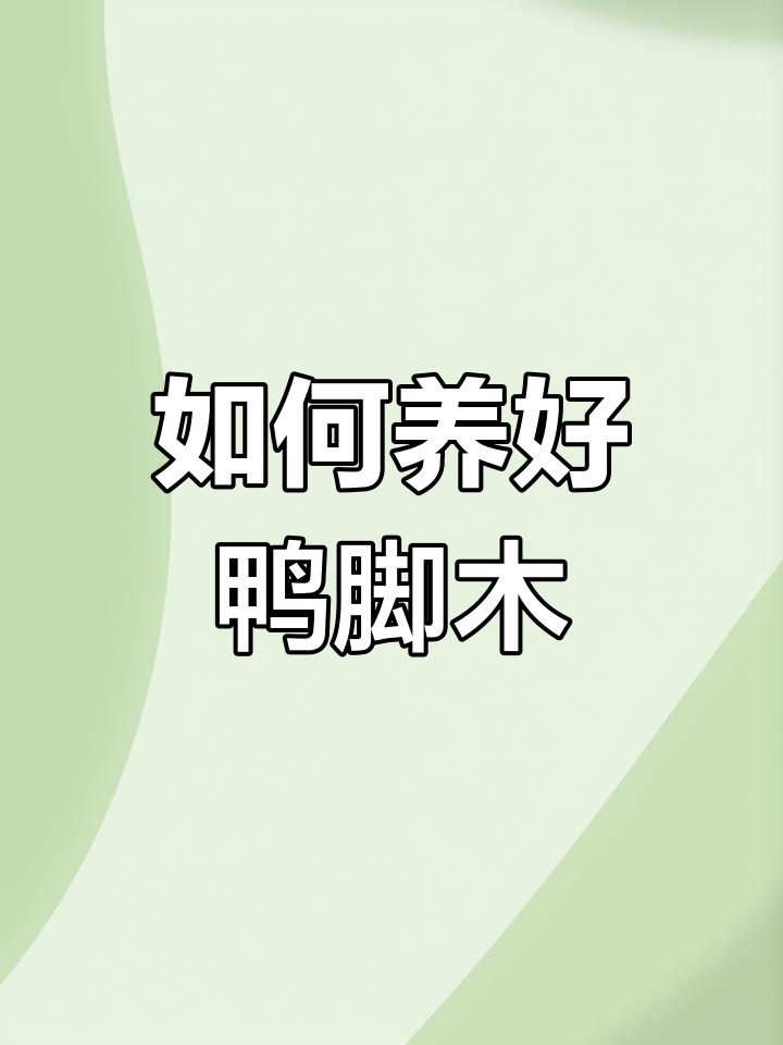 鸭掌木盆栽养护技巧