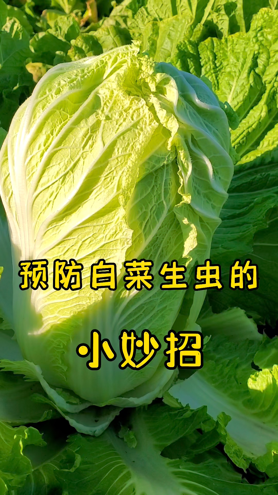 预防白菜病虫害妙招