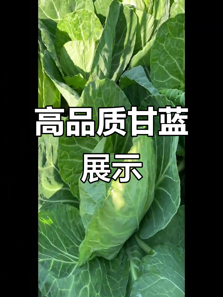 甘蓝种植基地探秘:高品质面包菜与鲜亮品种的完美表现