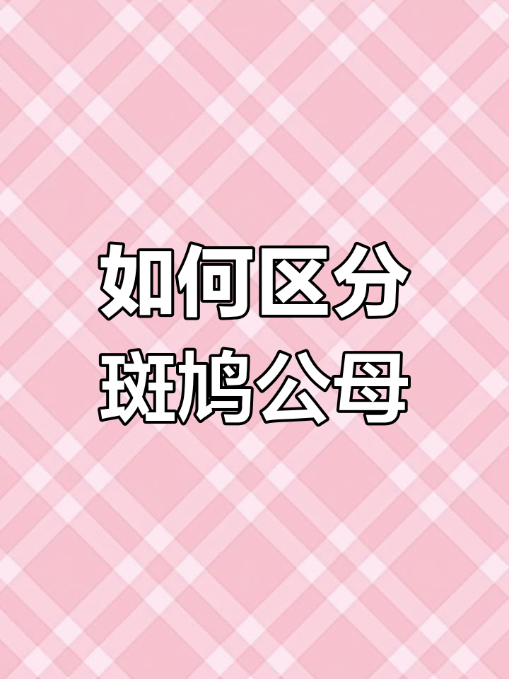 斑鸠公母分辨技巧,掌握这些特征轻松辨别